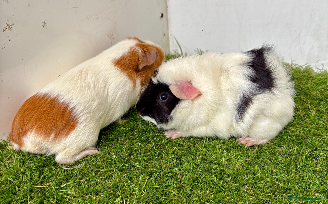Guinea Pig rodents for sale: Super calm, friendly Guinea pig females  - Image 20