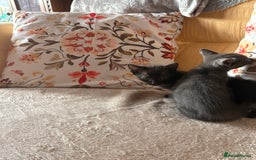 Mixed Breed cats for sale: Grey kittens for sale - Image 9