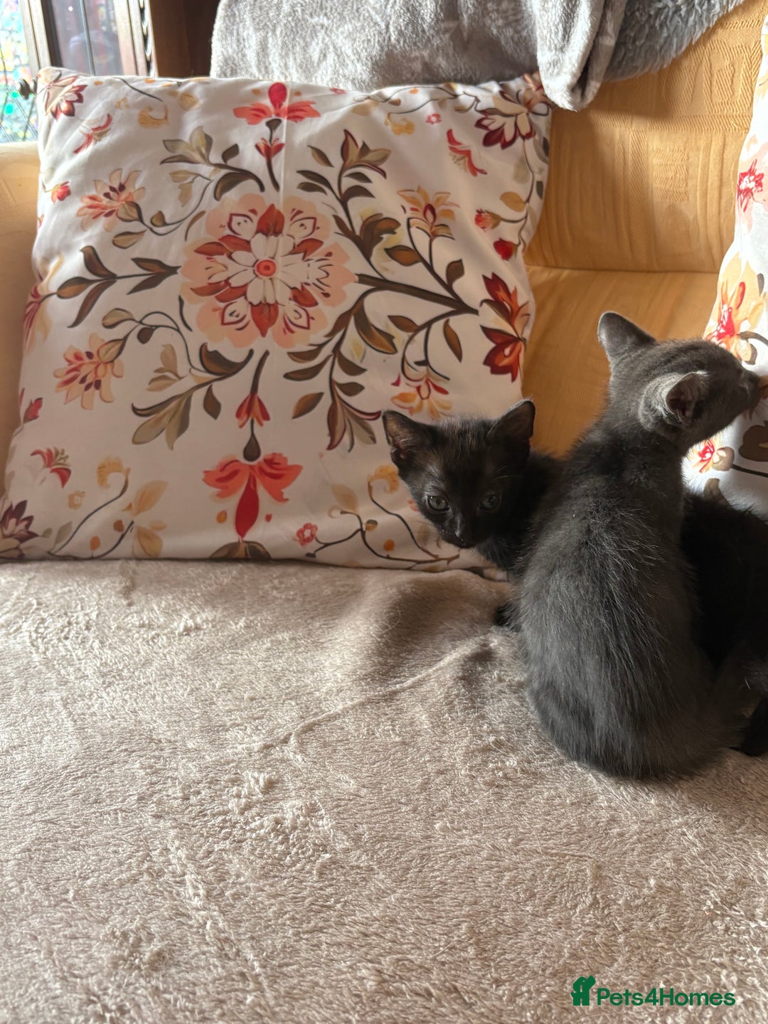 Mixed Breed cats for sale: Grey kittens for sale - Image 9