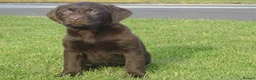 Labrador Retriever dogs for sale: Beautiful Labrador puppies  - Advert 9