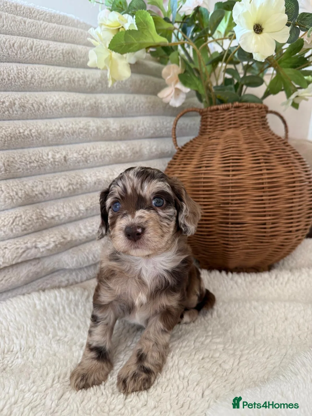 Cockapoo dogs for sale: Cockerpoo puppies  in Pontyclun - Advert 2