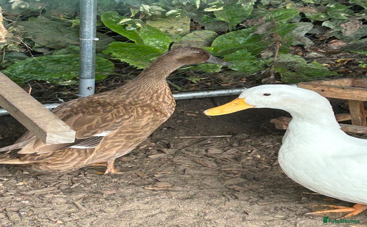 Ducks poultry - Advert 1