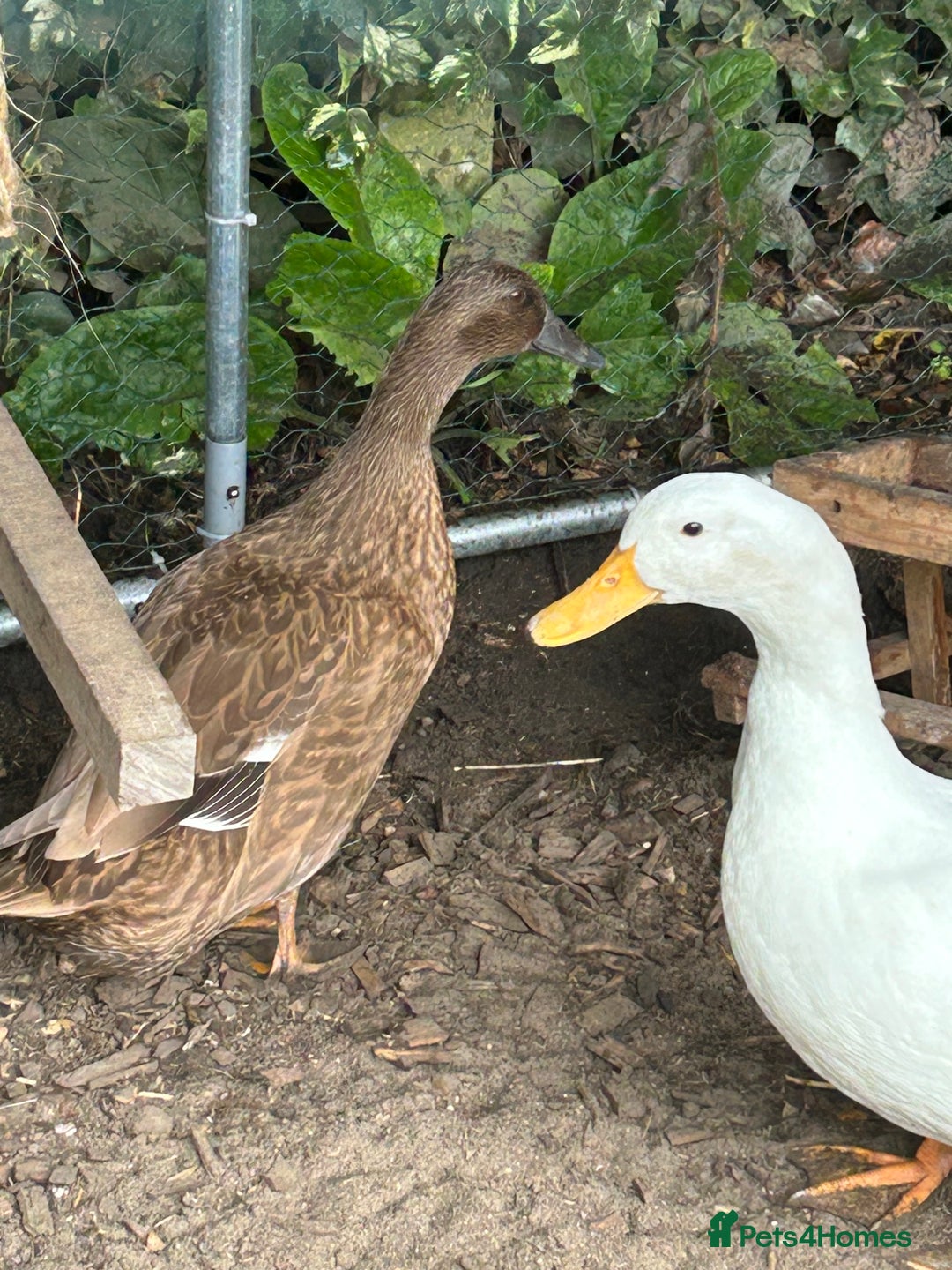 Ducks poultry for sale: 2 duck for sale  - Image 1