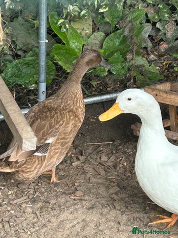 Ducks poultry - Advert 16