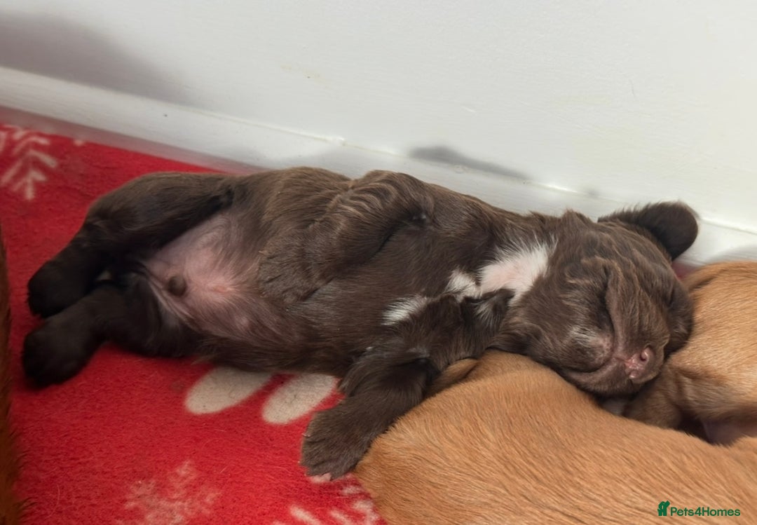 Cocker Spaniel dogs for sale: KC Health Tested Working Cocker Spaniels - Advert 3