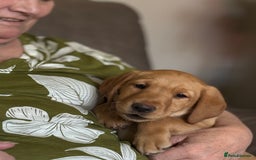 Labrador Retriever dogs for sale: KC registered Labrador pups - Image 6