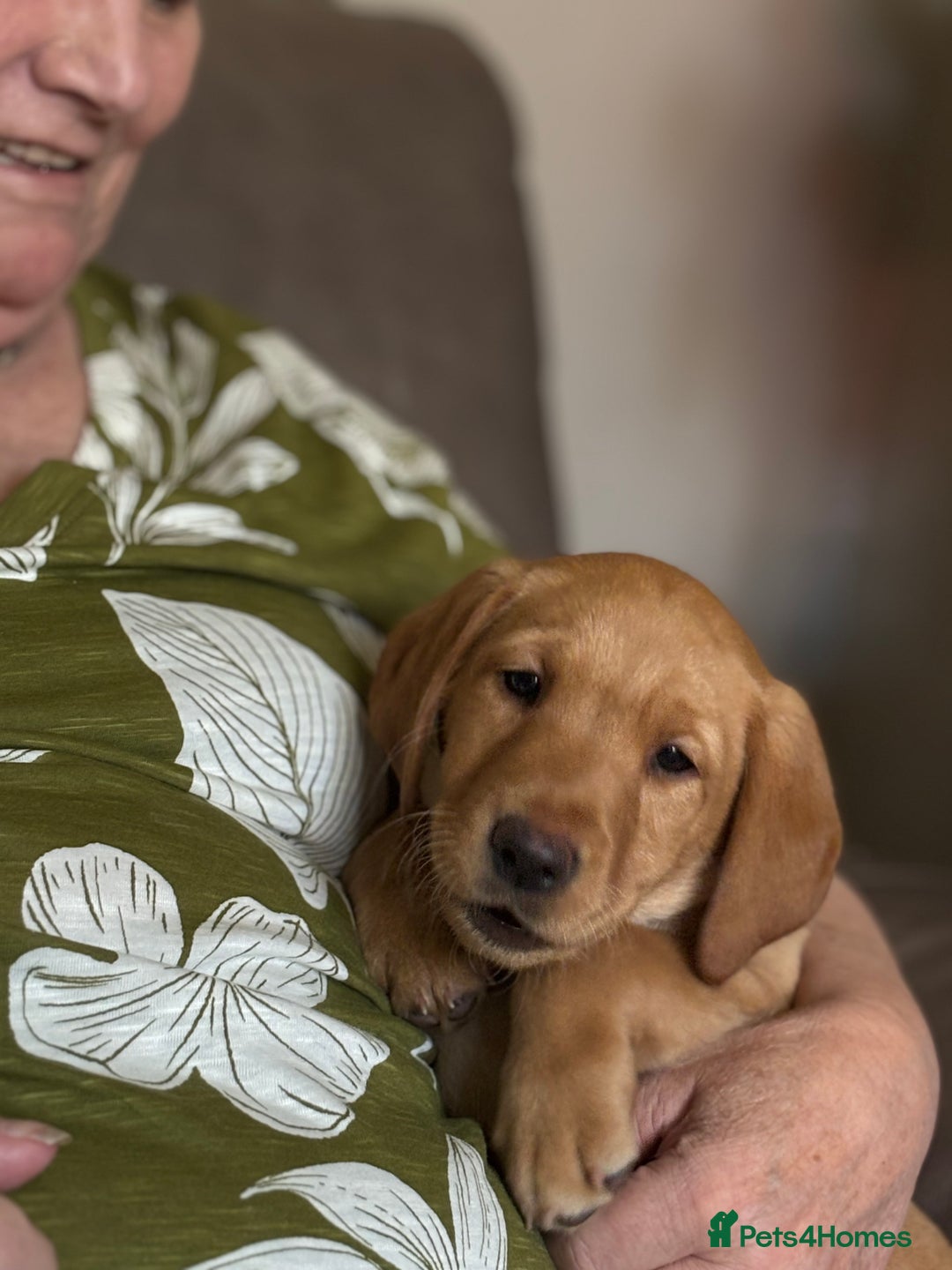 Labrador Retriever dogs for sale: KC registered Labrador pups - Image 6