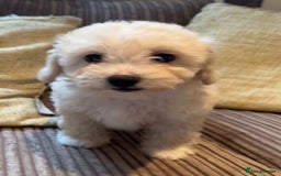 Maltipoo dogs for sale: Fully dna tested Maltipoos  - Image 16
