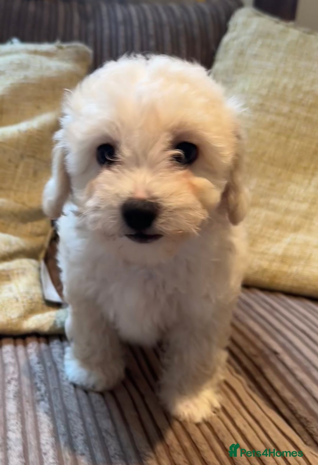 Maltipoo dogs for sale: Fully dna tested Maltipoos  - Image 16