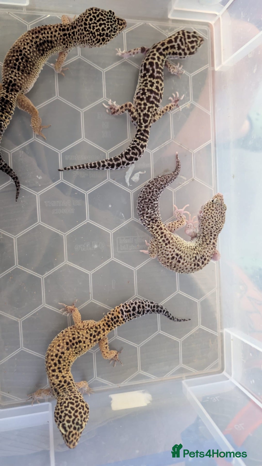 Leopard Gecko reptiles Leopard gecko - Advert 1