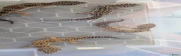 Leopard Gecko reptiles for sale: Leopard gecko in Welwyn Garden City - Advert 1