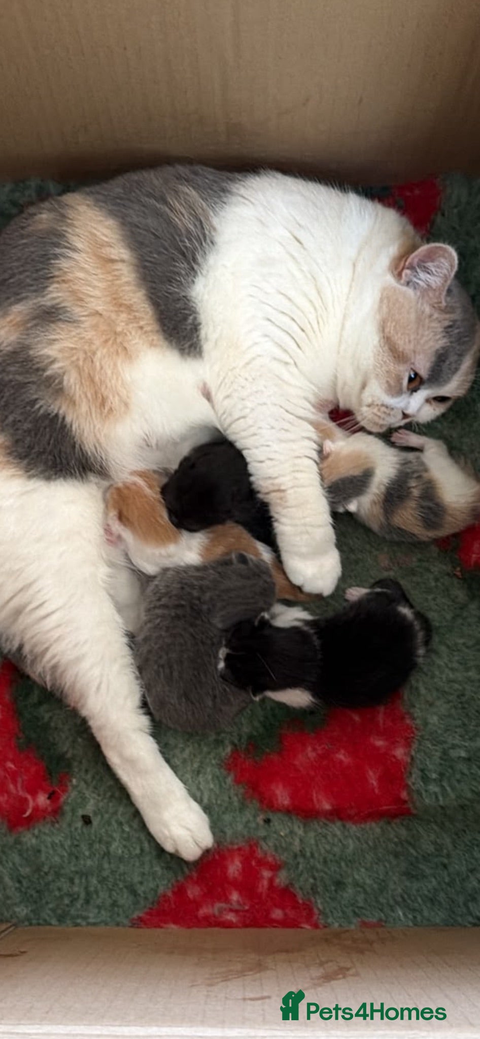 British Shorthair cats British short hair kittens  - Advert 2
