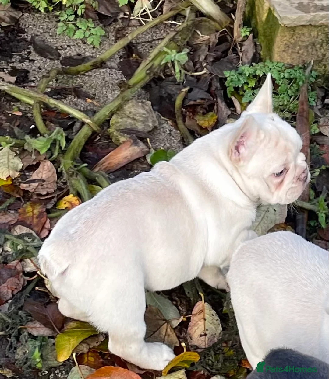 French Bulldog dogs for sale: KC REGISTERED QUALITY FRENCH BULLDOG PUPPIES  - Advert 34