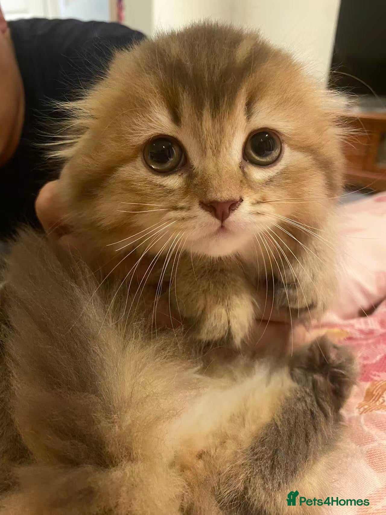 Scottish Fold cats Stunning Scottish fold kittens are ready - Advert 3