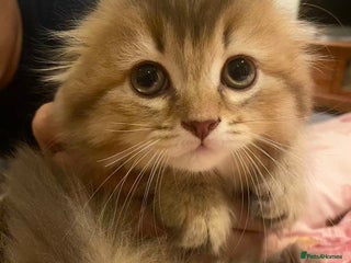 Scottish Fold cats Stunning Scottish fold kittens are ready - Advert 3