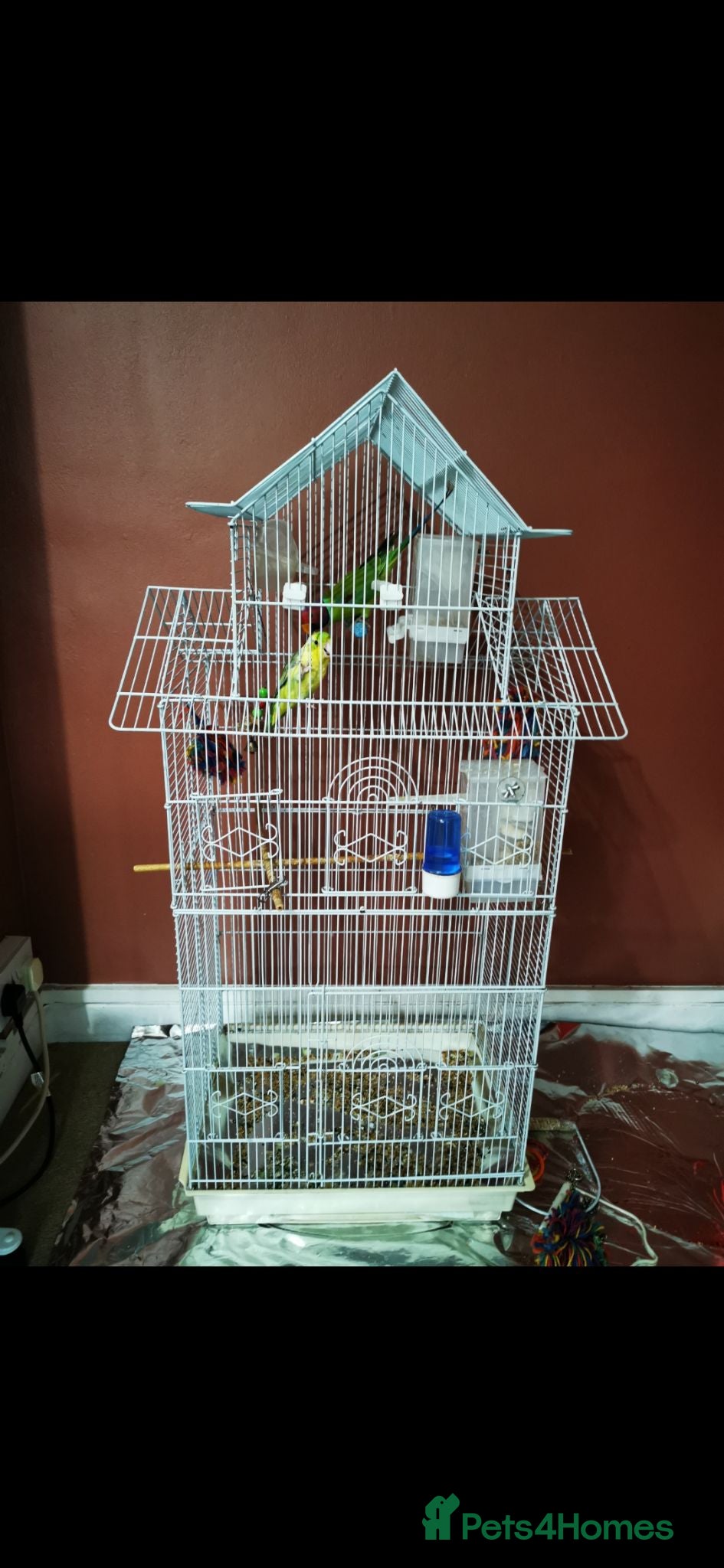 Parakeets birds MALE PLUMHEAD AND MALE PARROTLET - Advert 2