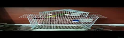 Parakeets birds for sale: MALE PLUMHEAD AND MALE PARROTLET - Advert 2