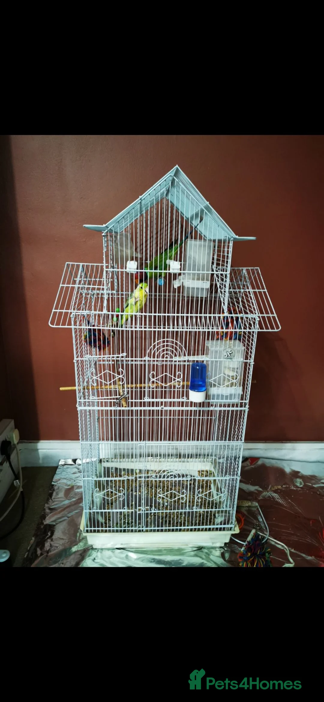 Parakeets birds for sale: MALE PLUMHEAD AND MALE PARROTLET - Advert 2