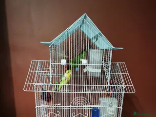 Parakeets birds MALE PLUMHEAD AND MALE PARROTLET - Advert 2