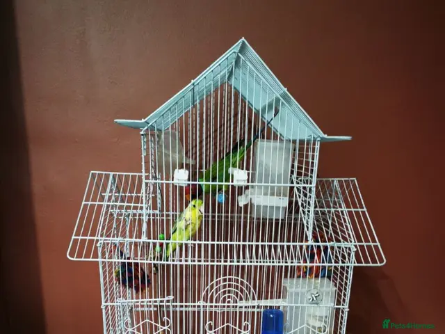 Parakeets birds for sale: MALE PLUMHEAD AND MALE PARROTLET - Advert 2