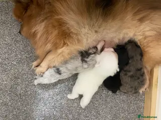 Pomeranian dogs Beautiful Pomeranian Puppies 6 weeks old - Advert 5