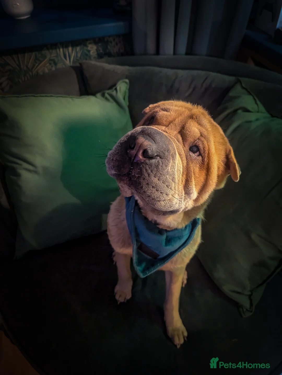 Shar Pei dogs for sale: Two year old male Shar pei Cooper - Advert 1