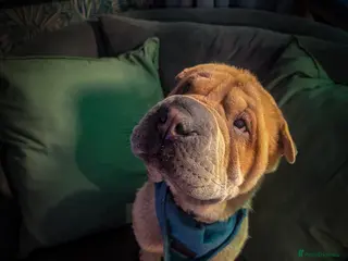 Shar Pei dogs Two year old male Shar pei Cooper - Advert 11