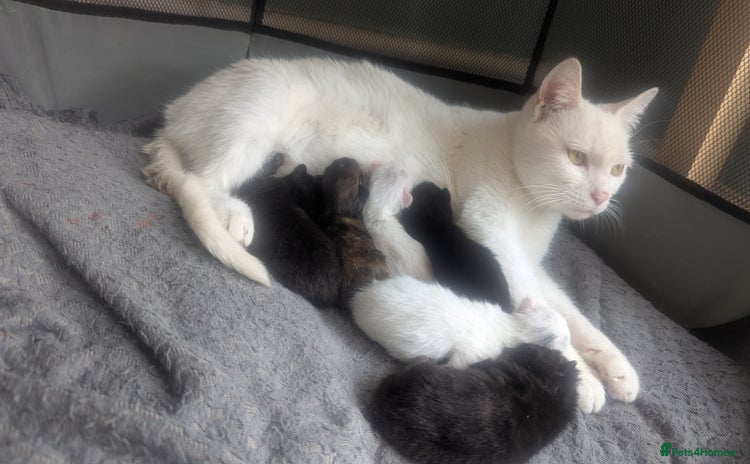 Mixed Breed cats for sale - Advert 1