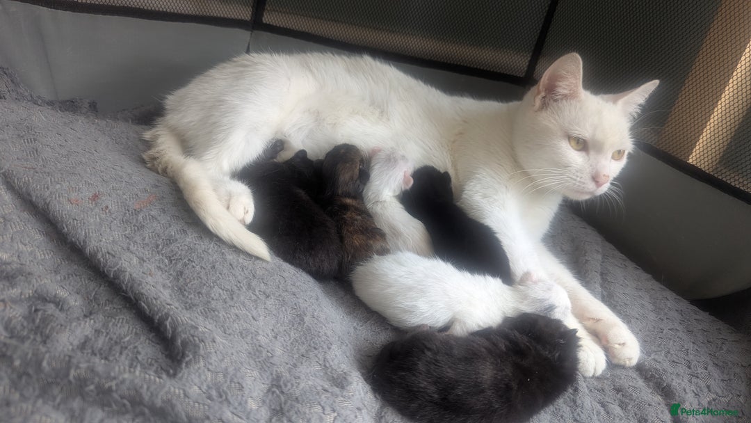 Mixed Breed cats for sale: Mixed coloured beautiful kittens 3 girls 3 boys  - Image 1
