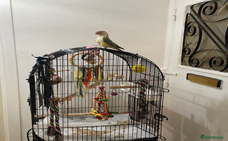 Conures birds 100% Silly tame conure  - Advert 1