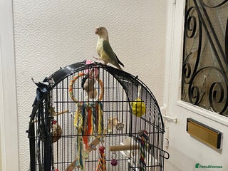 Conures birds for sale: 100% Silly tame conure - Advert 1