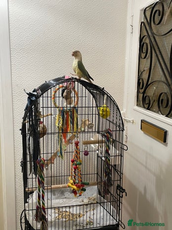 Conures birds 100% Silly tame conure - Advert 1
