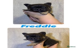 French Bulldog dogs for sale: Fluffy French Bulldog Puppies  - Image 5