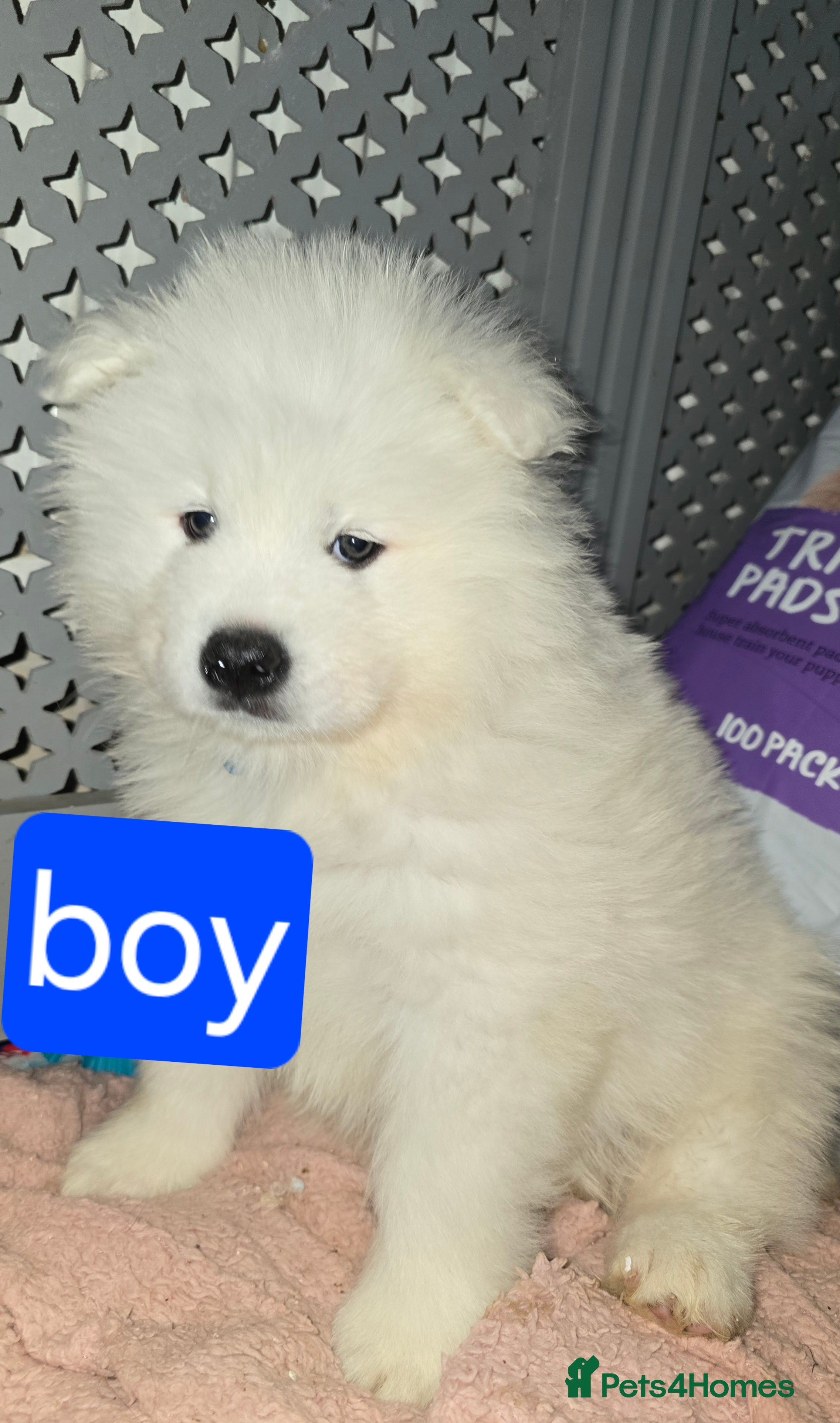 Samoyed dogs Registered samoyed puppies  - Advert 1