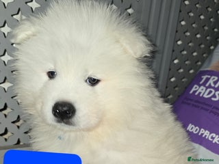 Samoyed dogs Registered samoyed puppies - Advert 4
