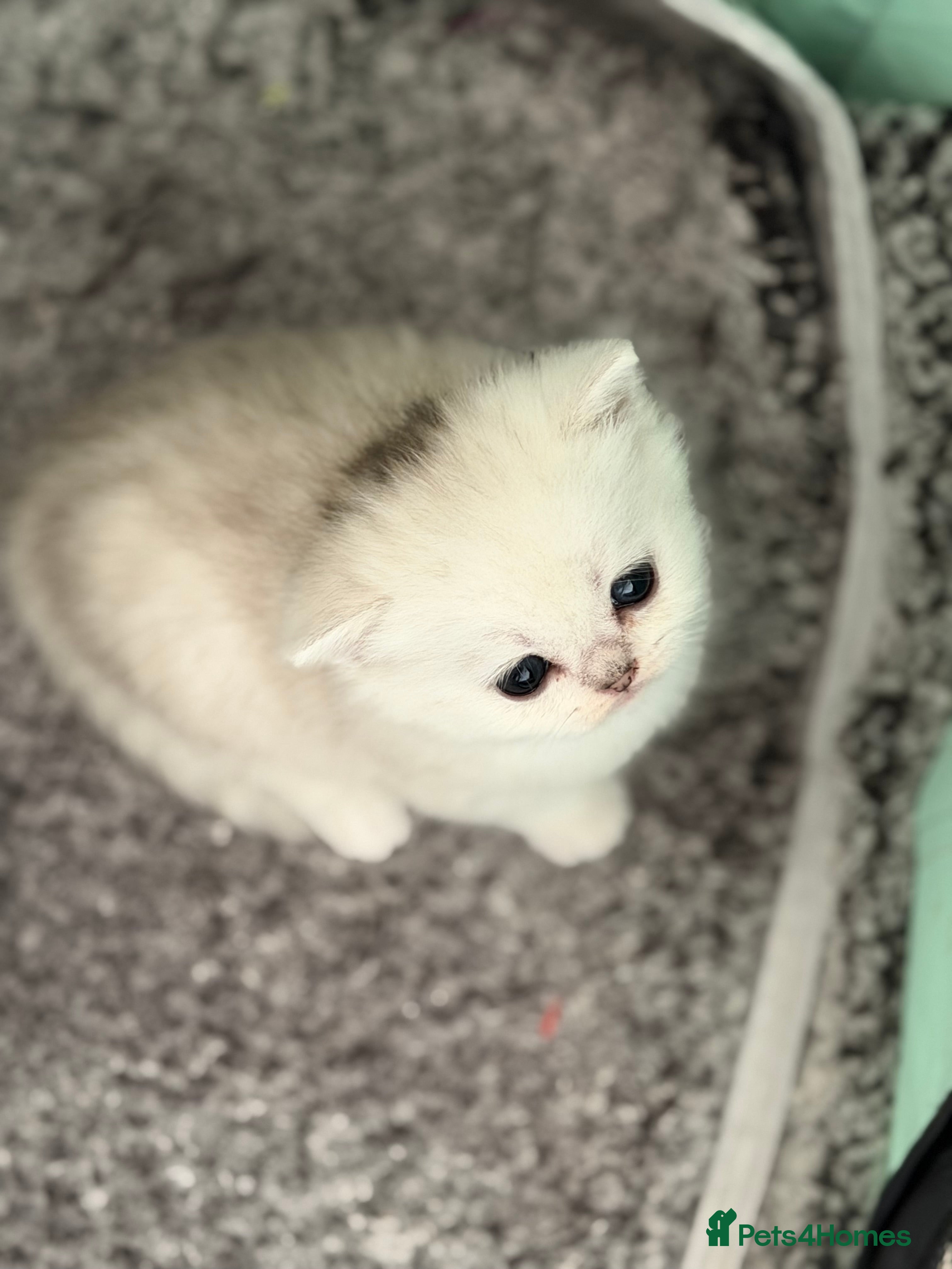 Scottish Fold cats Rare Scottish Fold & Straight Kittens,  | TICA  🤍 - Advert 2