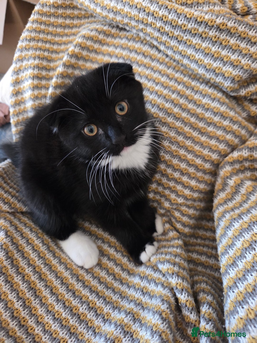 Mixed Breed cats for sale: Male kitten - Advert 2