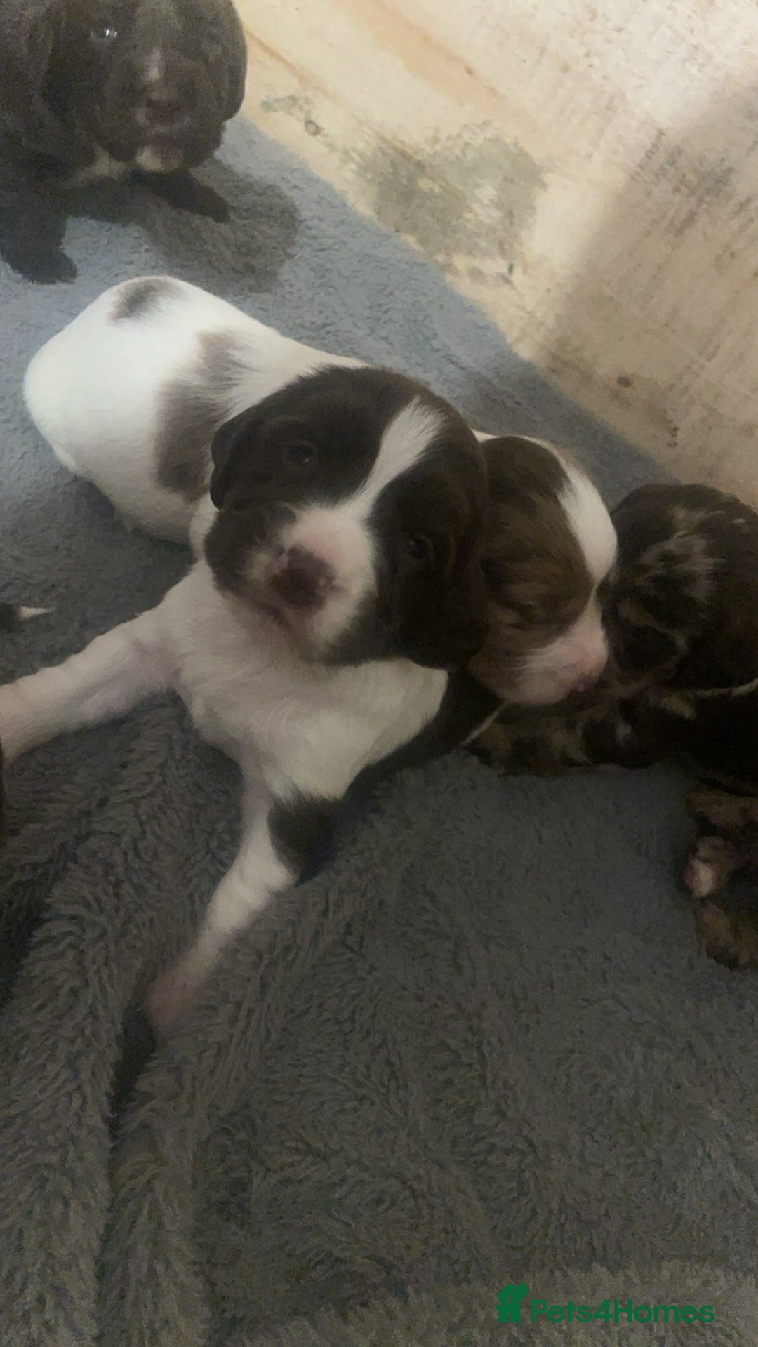 Cocker Spaniel dogs for sale: Stunning Working cocker spaniels  - Advert 9