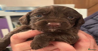 Cocker Spaniel dogs - Advert 7