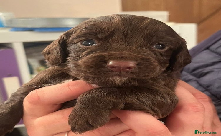 Cocker Spaniel dogs - Advert 2