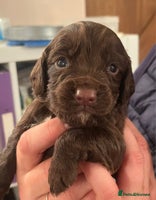 Cocker Spaniel dogs - Advert 7