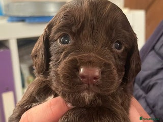 Cocker Spaniel dogs - Advert 7