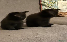 Domestic Shorthair cats for sale: Shorthair Kittens - Image 23