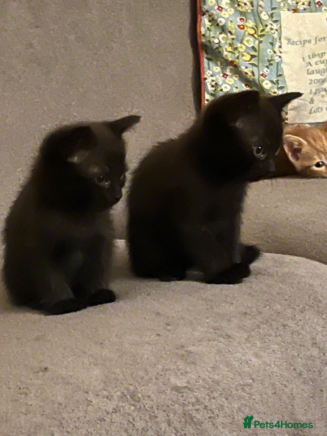 Domestic Shorthair cats for sale: Shorthair Kittens - Image 23