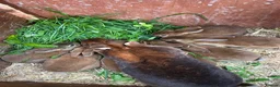 Rex rabbits for sale: For sale Mini Rex cinnamon rabbits in Preston - Advert 1