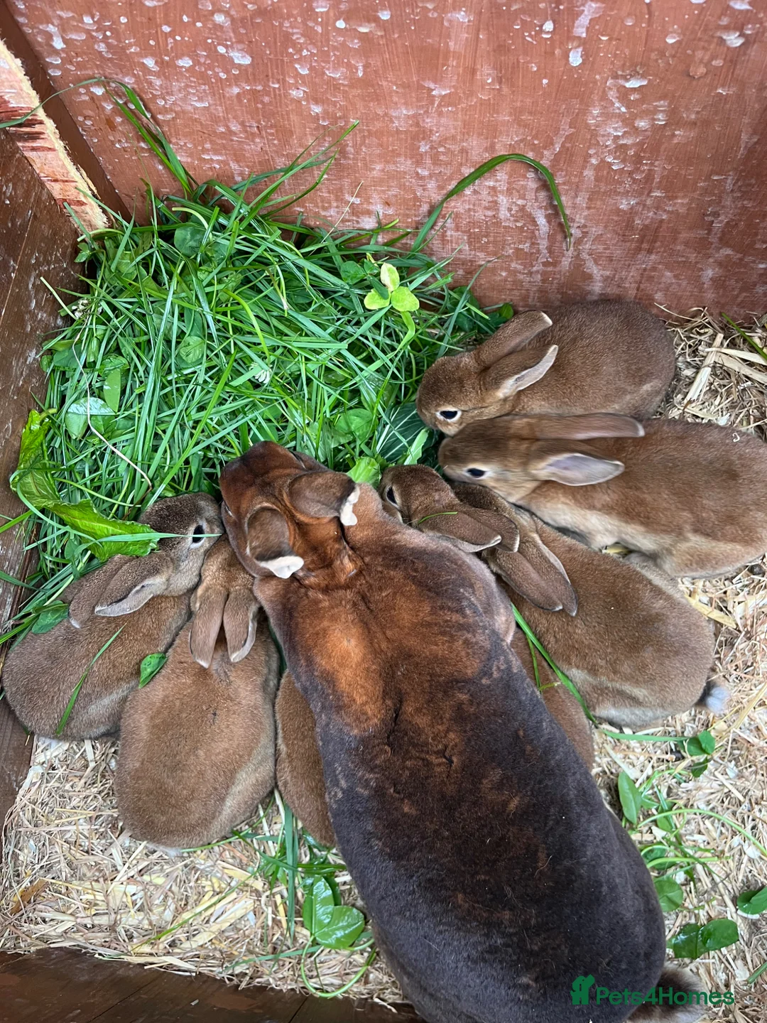 Rex rabbits for sale: For sale Mini Rex cinnamon rabbits in Preston - Advert 1