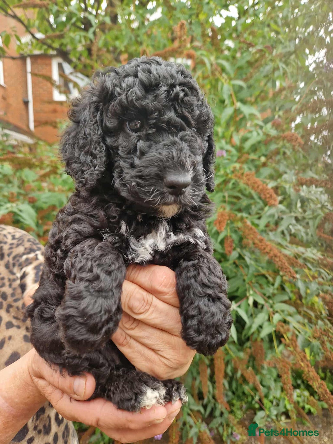 Cockapoo dogs for sale: 5 STAR FULLY DNA HEALTH TESTED F1B COCKAPOOS - Image 29