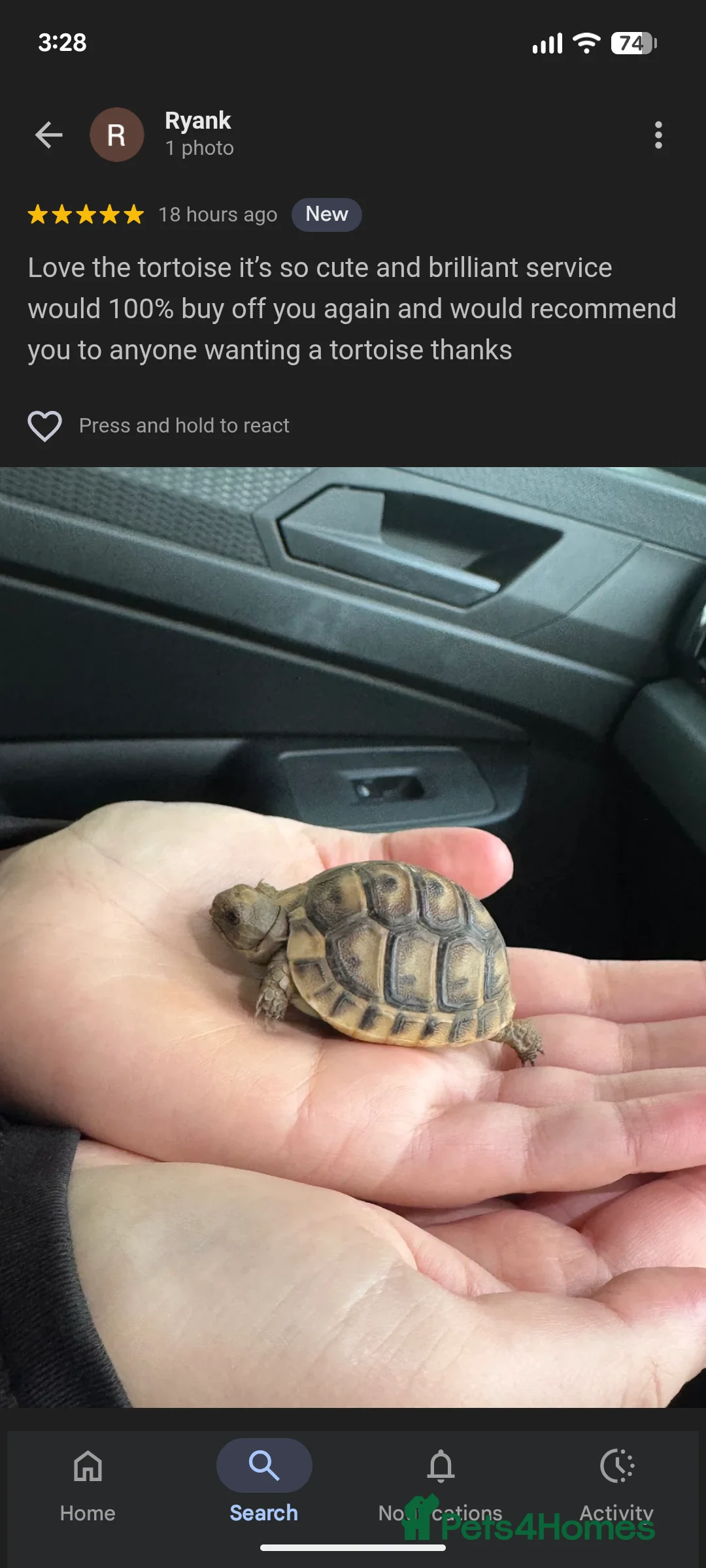 Tortoise reptiles for sale: Spur Thigh Tortoise trusted by many happy customer in Edinburgh - Advert 2