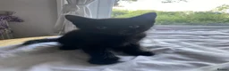 British Shorthair cats for sale: 4 Black Kittens in Dover - Advert 2