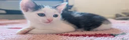 British Shorthair cats for sale: 1 beautiful female left! - Advert 3
